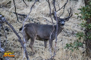 2018 River Ranch Hybrid Blacktail Mule Deer Cross